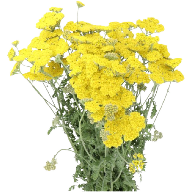 Yarrow Moonshine holl