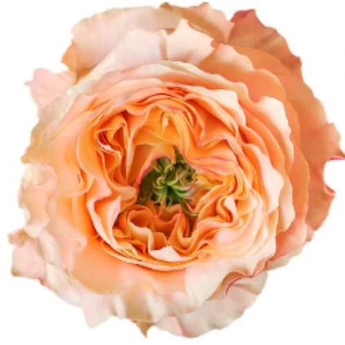 Rose Melon Xpression 70 Rprima