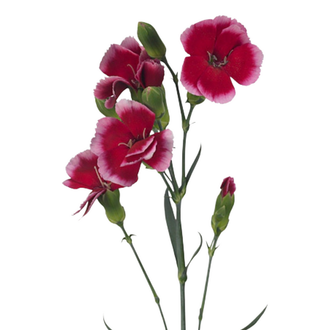 Dianthus Solomio Bicolor Purpl