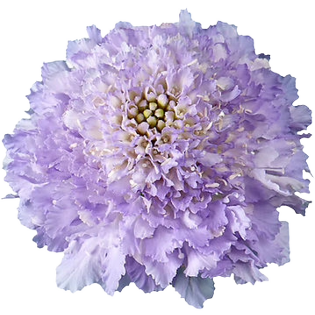 Scabiosa Lavender choice