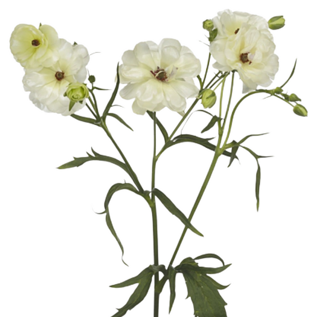 Ranunculus Butterfly Ninos cho
