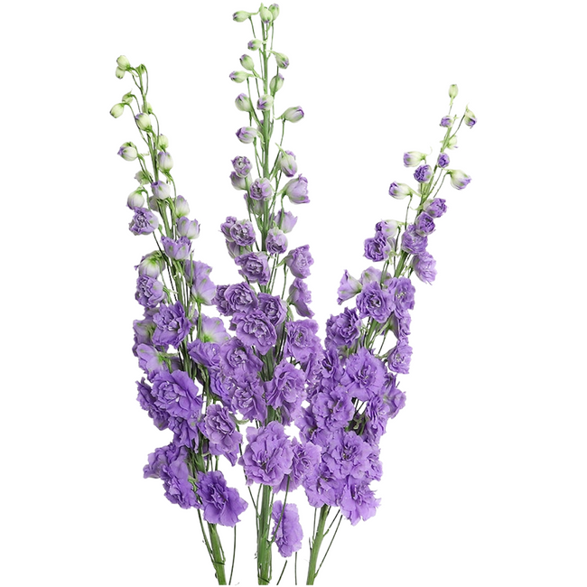Delph Hybrid Manuela 90cm fres