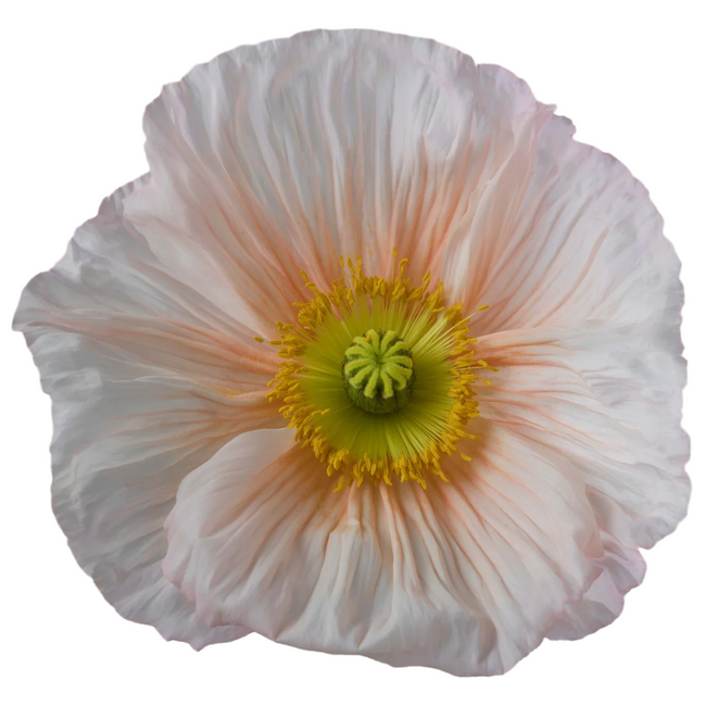Poppy Rosa Chiaro rprima