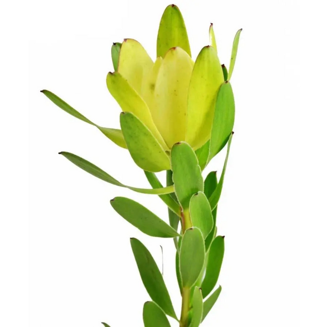 Leuco Goldstrike cont