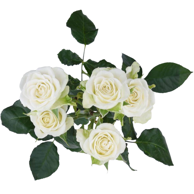 Rosespray Snowflake Esmeralda