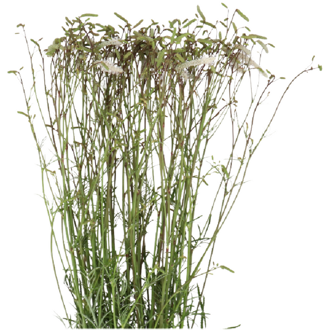 Sanguisorba White holl 10st