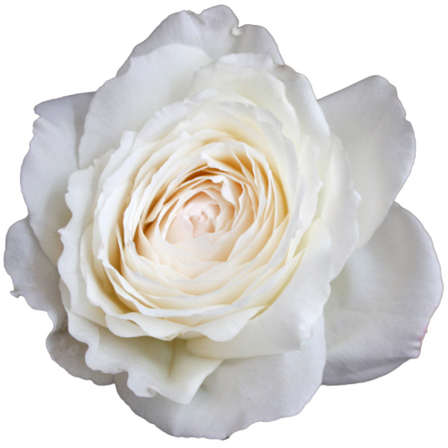 GardenRose Princess Miyuki Fre