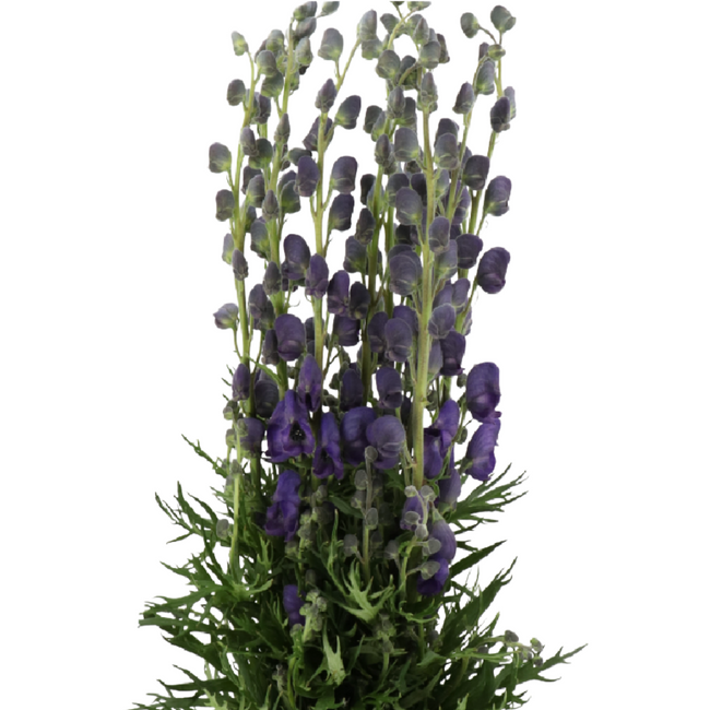 Aconitum Napellus 70cm holl