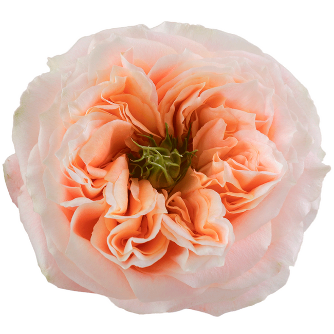 Rose Melon Xpression 50cm Rpri