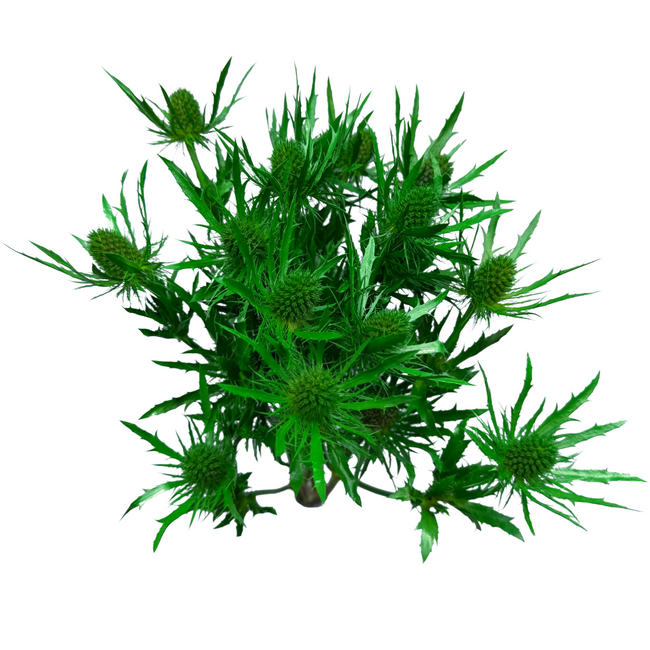 Eryngium Painted Green fc 5st