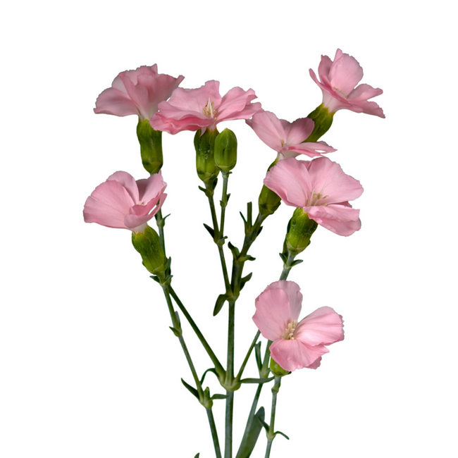 Dianthus solomio Lt Pink sole
