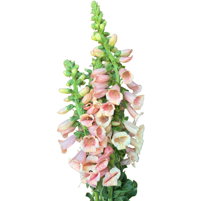 Foxglove Peach local(5st)