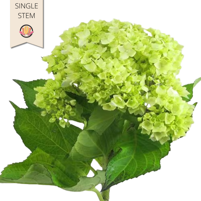 Hydrangea Mini Mojito cont(STE