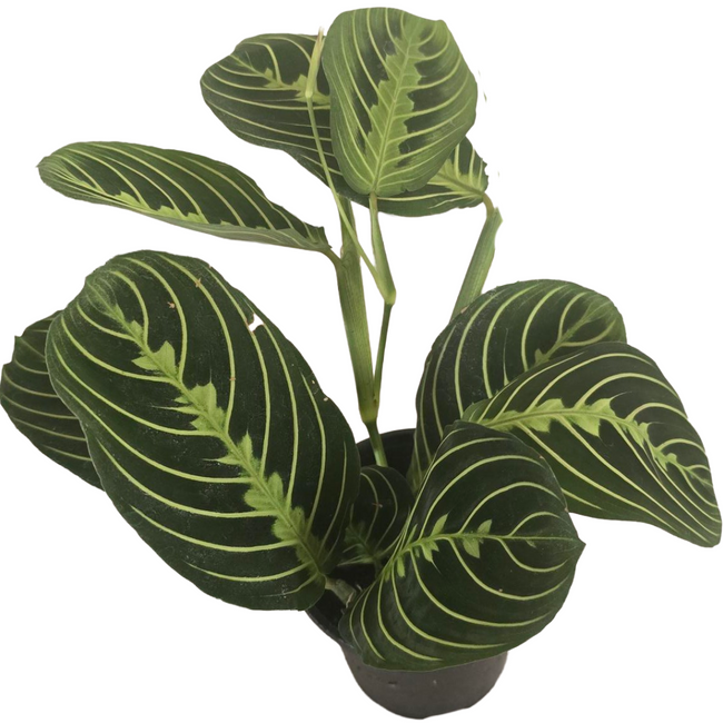 4" Maranta Lemon Lime