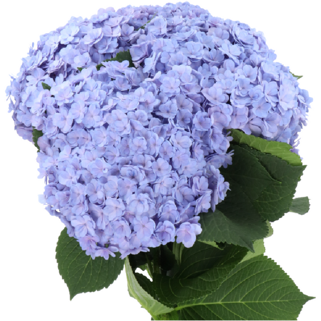 Hydrangea Beautensia Luxor Lav
