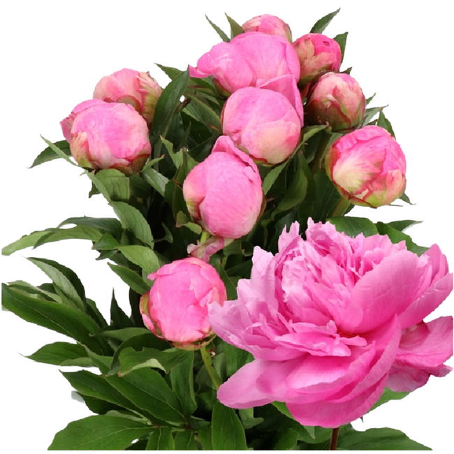 Peony Alexander Fleming holl