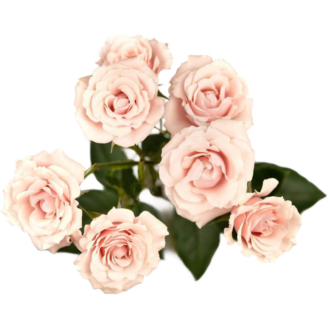 Rosespray Blush Maj. Naranjo
