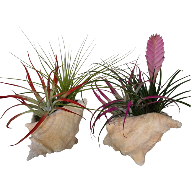 6" Tillandsia Seashell Garden
