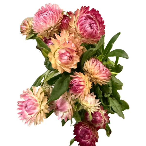 Strawflower Pink seaberry