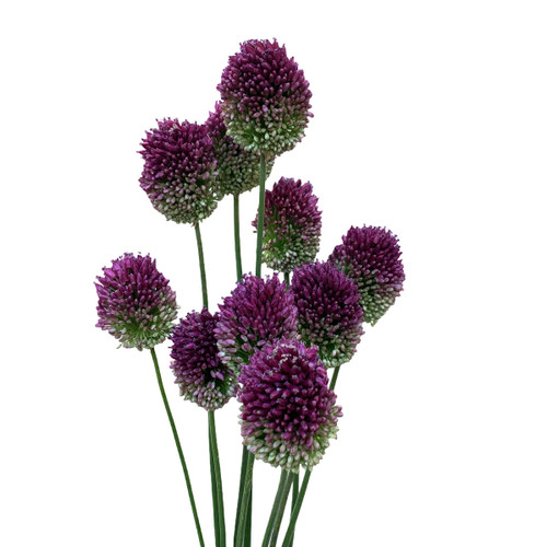 Allium Drumsticks seaberry