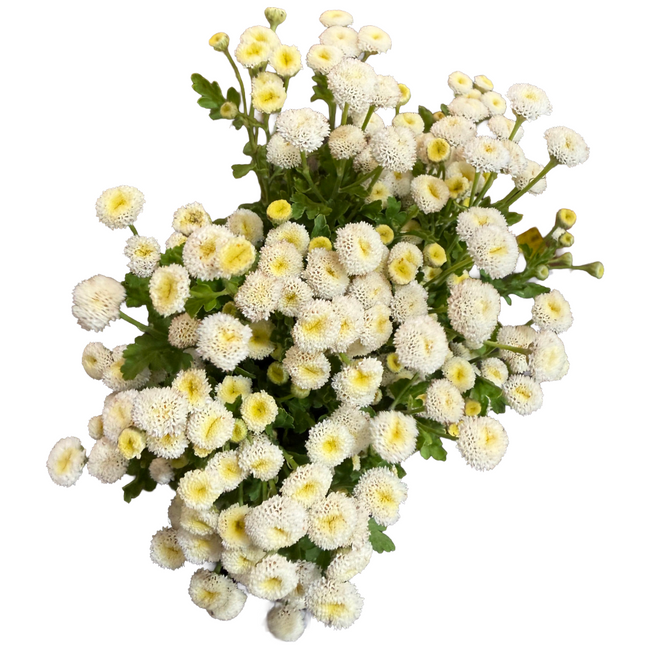 Feverfew Button White seaberry