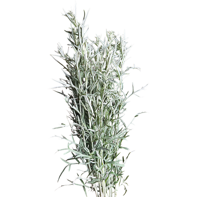 Artemisia Silver King seaberry