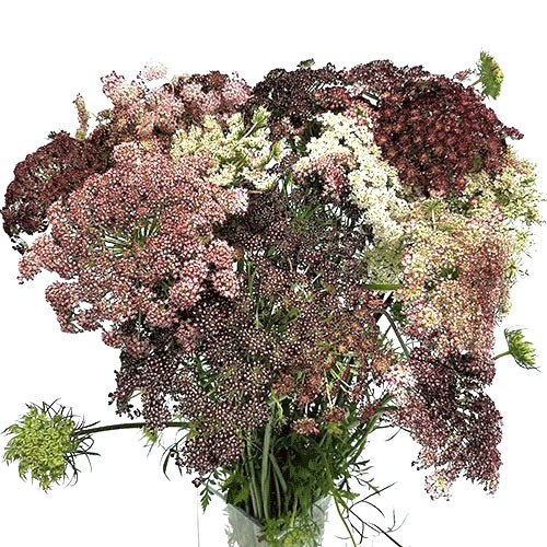 Lace Chocolate seaberry
