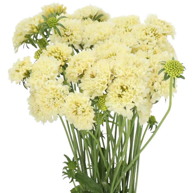 Scabiosa Banana Scoop holex