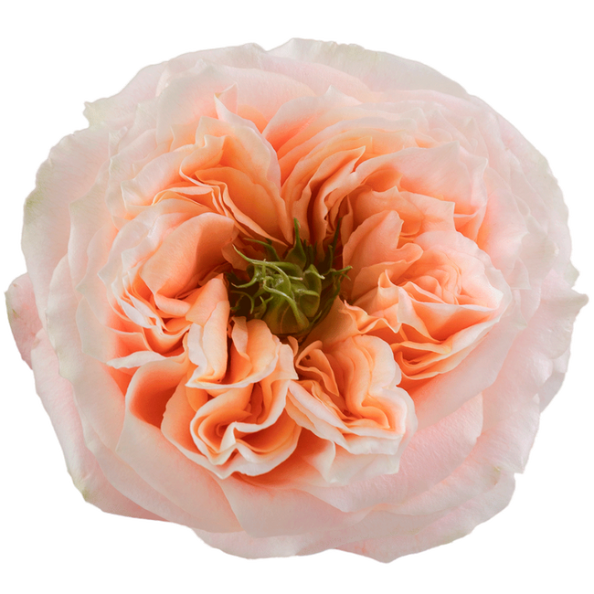 Rose Melon X-pression 50cm sun