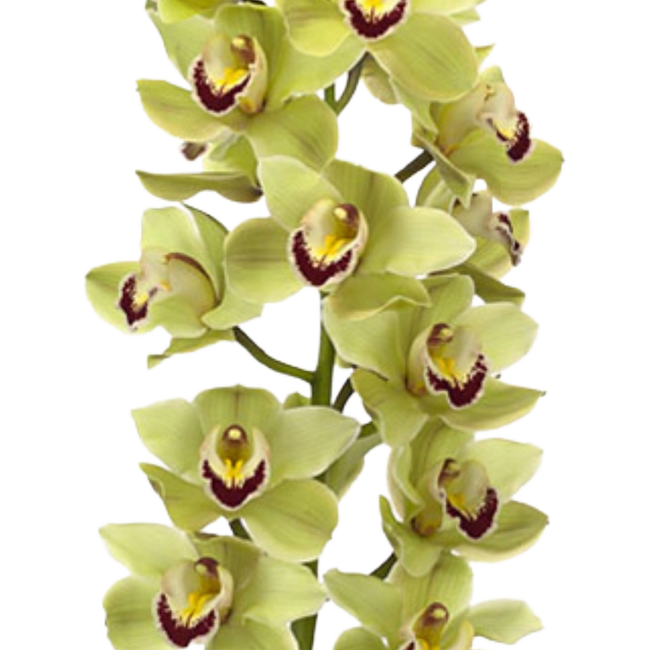 Cymbidium Piedmont holl(STEM)