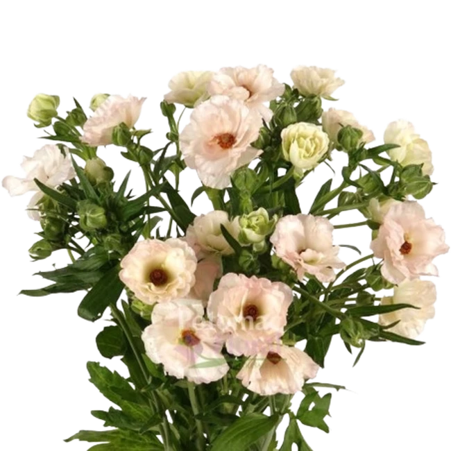 Ranunculus butterfly Ariadne e