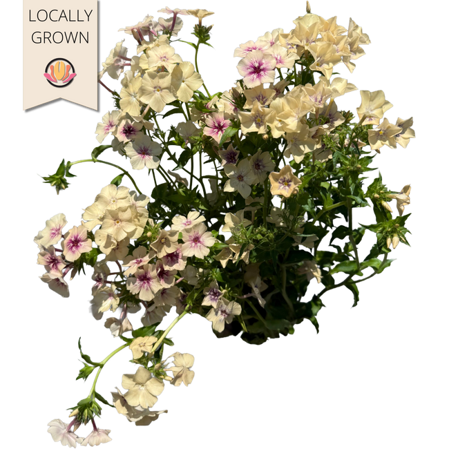Phlox Creme Brulee local