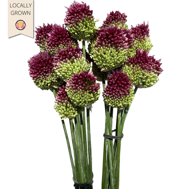 Allium Bullit local