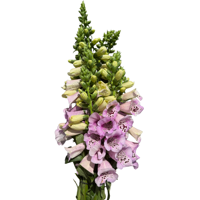 Foxglove Lavender barefoot