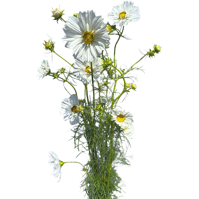 Cosmos White barefoot