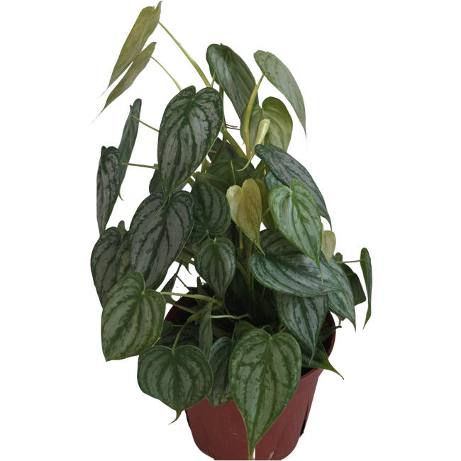 6" Philodendron Brandi