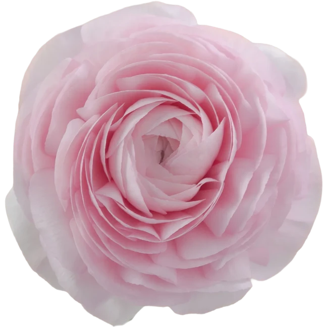 Ranunculus Sel Pink Rprima