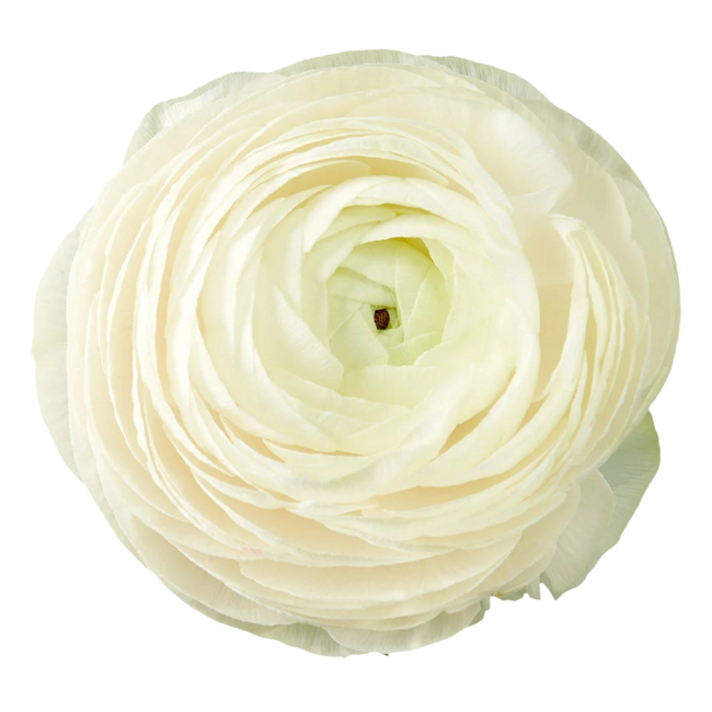 Ranunculus Cream Sel Rio