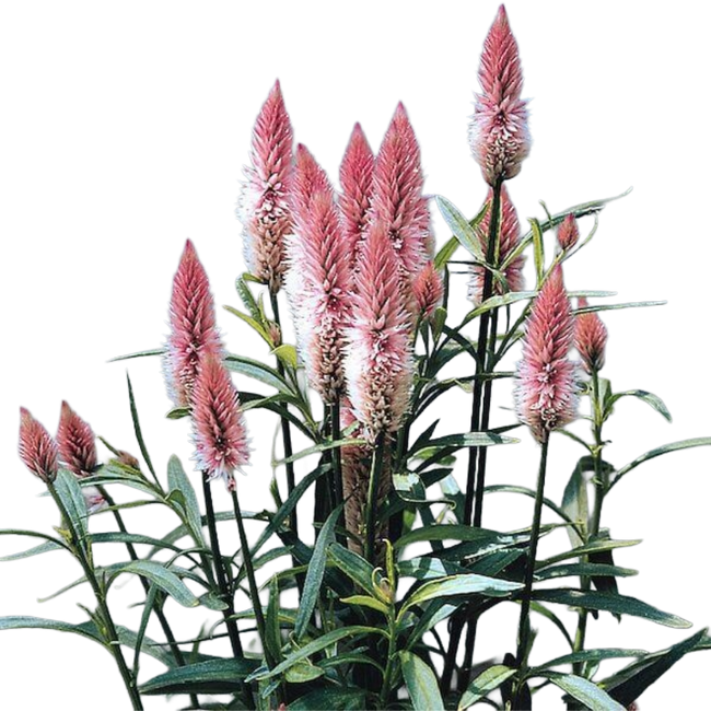Celosia Flamingo Feather Pk se