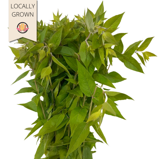 Mountain Mint Seaberry