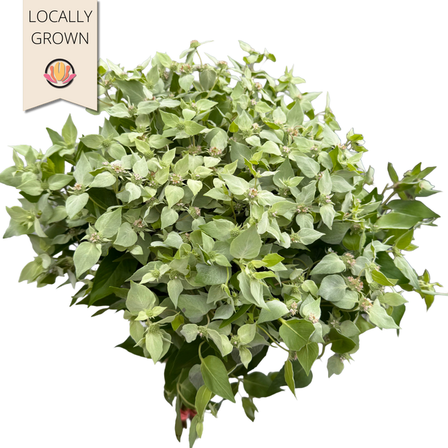 Mountain Mint Seaberry