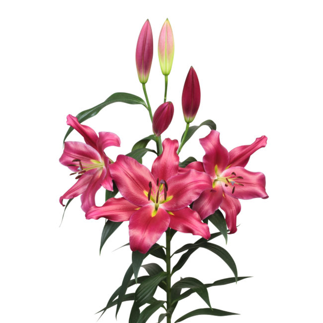 Lily Altesino holl 4+holl
