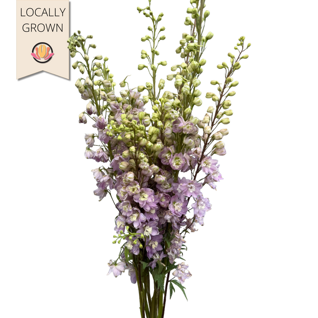 Delph Hybrid Lavender local 10