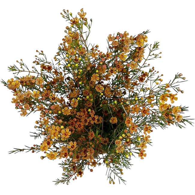 Waxflower Melon fresca