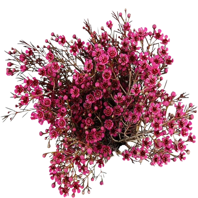 Waxflower Hot Pink FRESCA