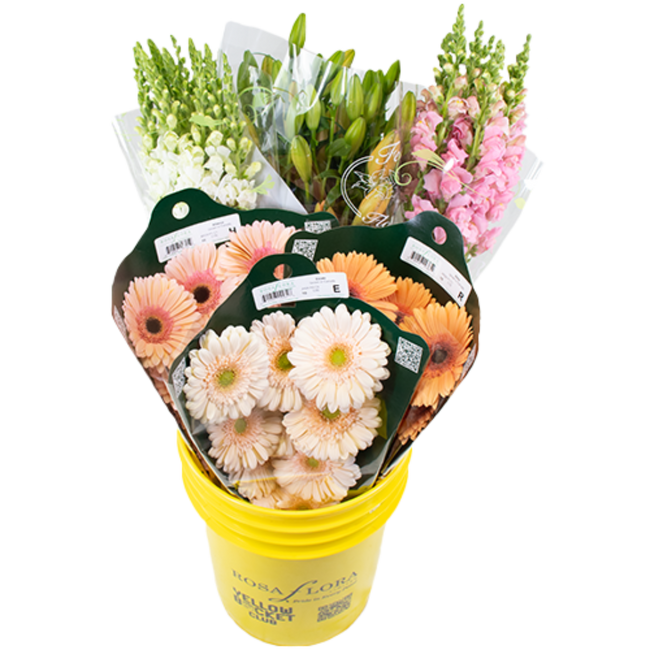 A Peaches&Cream pail x6 RF