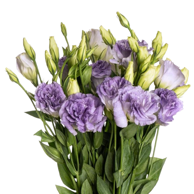 Lisianthus Misty Blue israeli