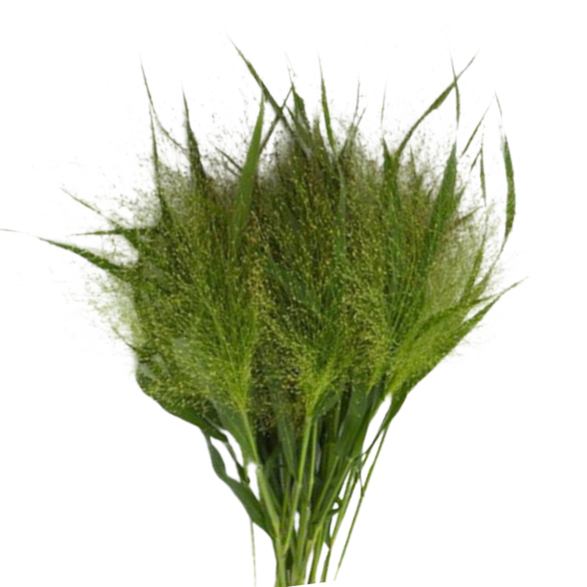 Grass Explosion regional
