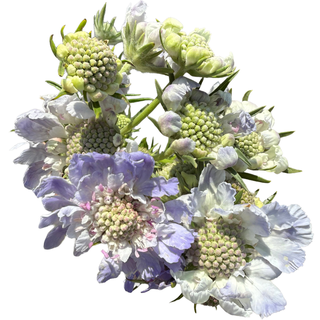 Scabiosa Blue regional