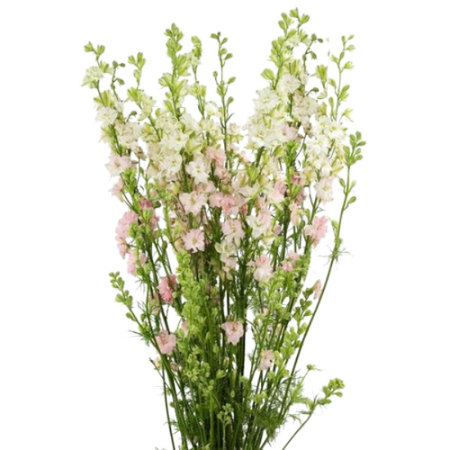 Larkspur Lt Pink holl 80cm hol